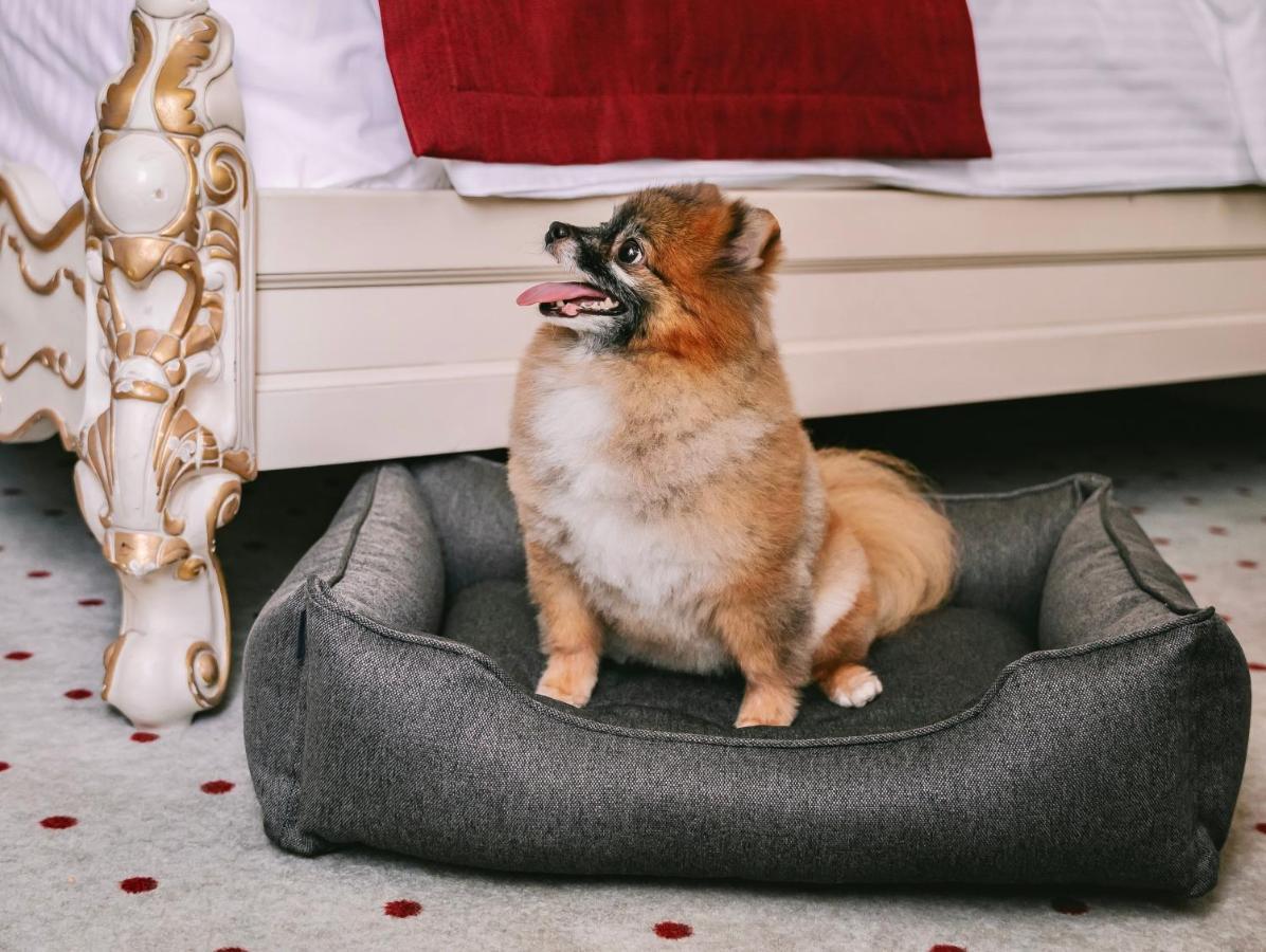 Grand Hotel Lviv Casino & Spa Εξωτερικό φωτογραφία A dog bed